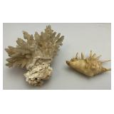 Misc. Vintage Collectible Items Including Coral And more