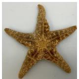 Misc. Vintage Collectible Items Including Coral And more