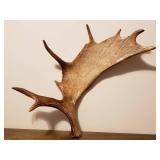 Genuine Moose Antler