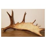 Genuine Moose Antler