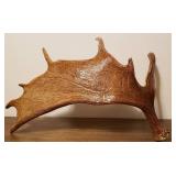 Genuine Moose Antler
