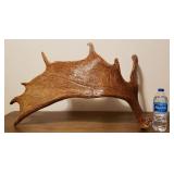 Genuine Moose Antler