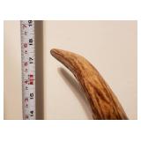 Genuine Moose Antler