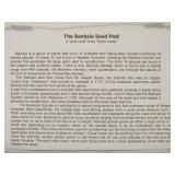 Cool Framed Signed Banksia Seed Artwork by Craig Richardson