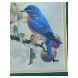 Mike Jackson - Bluebirds - Framed Print