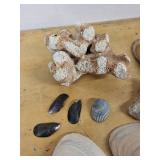 Assorted Seashell Collection