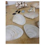 Assorted Seashell Collection