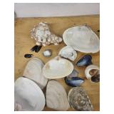 Assorted Seashell Collection