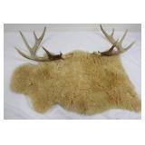 Deer Antlers and Hide