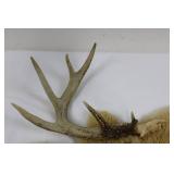 Deer Antlers and Hide