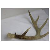 Deer Antlers and Hide