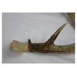 Deer Antlers and Hide