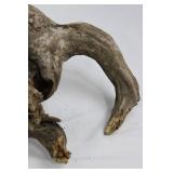 Natural Driftwood Root Sculpture