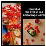 Lego Botanicals Japanese Red Maple Bonsai Tree 10348 Building Kit - $60 Retail - Brand New *A