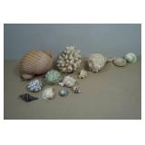 Seashells