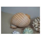 Seashells