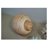 Seashells