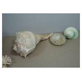 Seashells