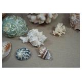 Seashells