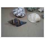 Seashells