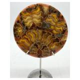 Polished Fossil Shell Mosaic Display on Stand