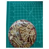 Polished Fossil Shell Mosaic Display on Stand