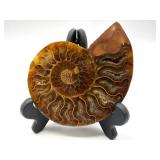Polished Ammonite Fossil Display Piece on Stand