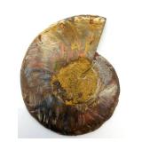 Polished Ammonite Fossil Display Piece on Stand