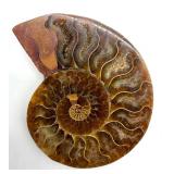 Polished Ammonite Fossil Display Piece on Stand