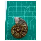 Polished Ammonite Fossil Display Piece on Stand