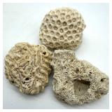 Coral Specimens (Lot of 3)