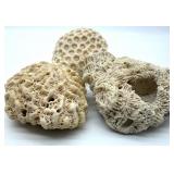 Coral Specimens (Lot of 3)