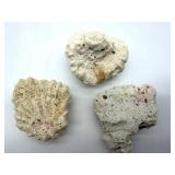 Coral Specimens (Lot of 3)