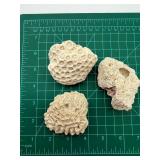 Coral Specimens (Lot of 3)