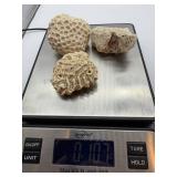 Coral Specimens (Lot of 3)
