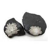 Chrysanthemum Stone Specimens (Lot of 2)