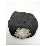 Chrysanthemum Stone Specimens (Lot of 2)