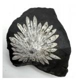 Chrysanthemum Stone Specimens (Lot of 2)
