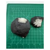 Chrysanthemum Stone Specimens (Lot of 2)