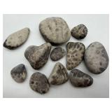 Petoskey Fossil Stones and Favosite Rugosa Mixed Lot (Lot of 11)