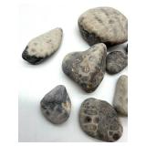Petoskey Fossil Stones and Favosite Rugosa Mixed Lot (Lot of 11)