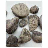 Petoskey Fossil Stones and Favosite Rugosa Mixed Lot (Lot of 11)