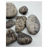 Petoskey Fossil Stones and Favosite Rugosa Mixed Lot (Lot of 11)