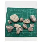 Petoskey Fossil Stones and Favosite Rugosa Mixed Lot (Lot of 11)