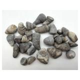 Michigan Horn Coral Rugosa Fossils