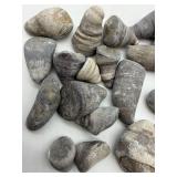 Michigan Horn Coral Rugosa Fossils