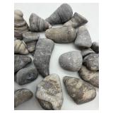 Michigan Horn Coral Rugosa Fossils