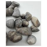 Michigan Horn Coral Rugosa Fossils