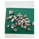 Michigan Horn Coral Rugosa Fossils