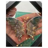 Carved Stone Butterfly Wings in Display Frame #1